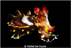 Flamboyant cuttlefish caught at a rare moment in mid wate... by Michel De Ruyck 